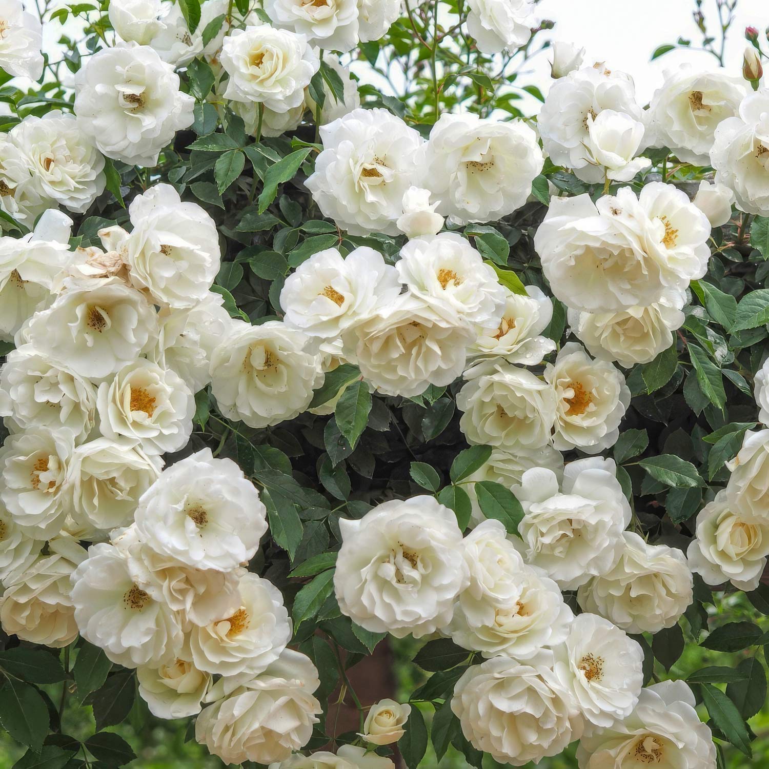 Rosa 'Iceberg' (Climbing). White climber rose