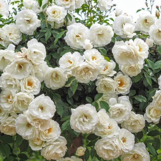 Rosa 'Iceberg' (Climbing). White climber rose