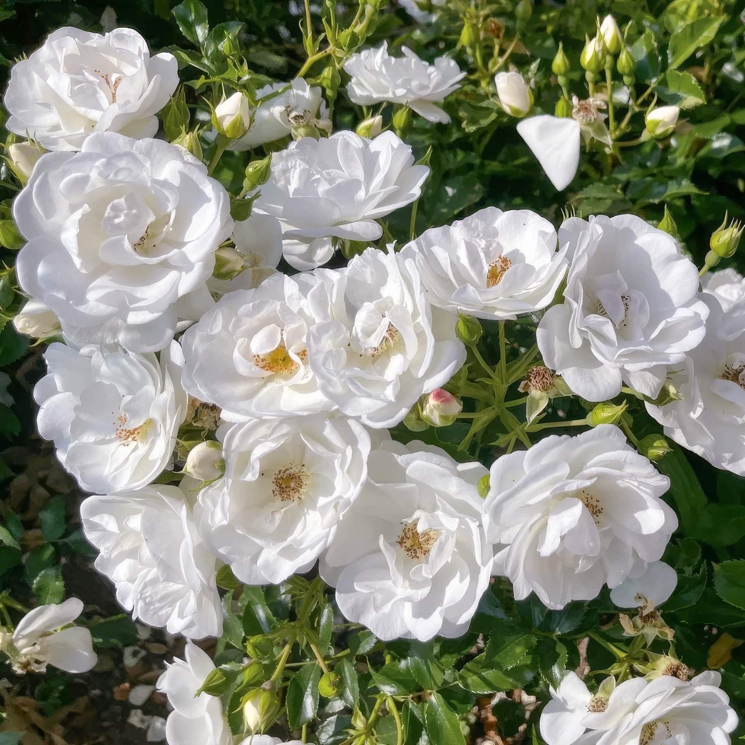 Rosa 'Iceberg' (Climbing). White climber rose