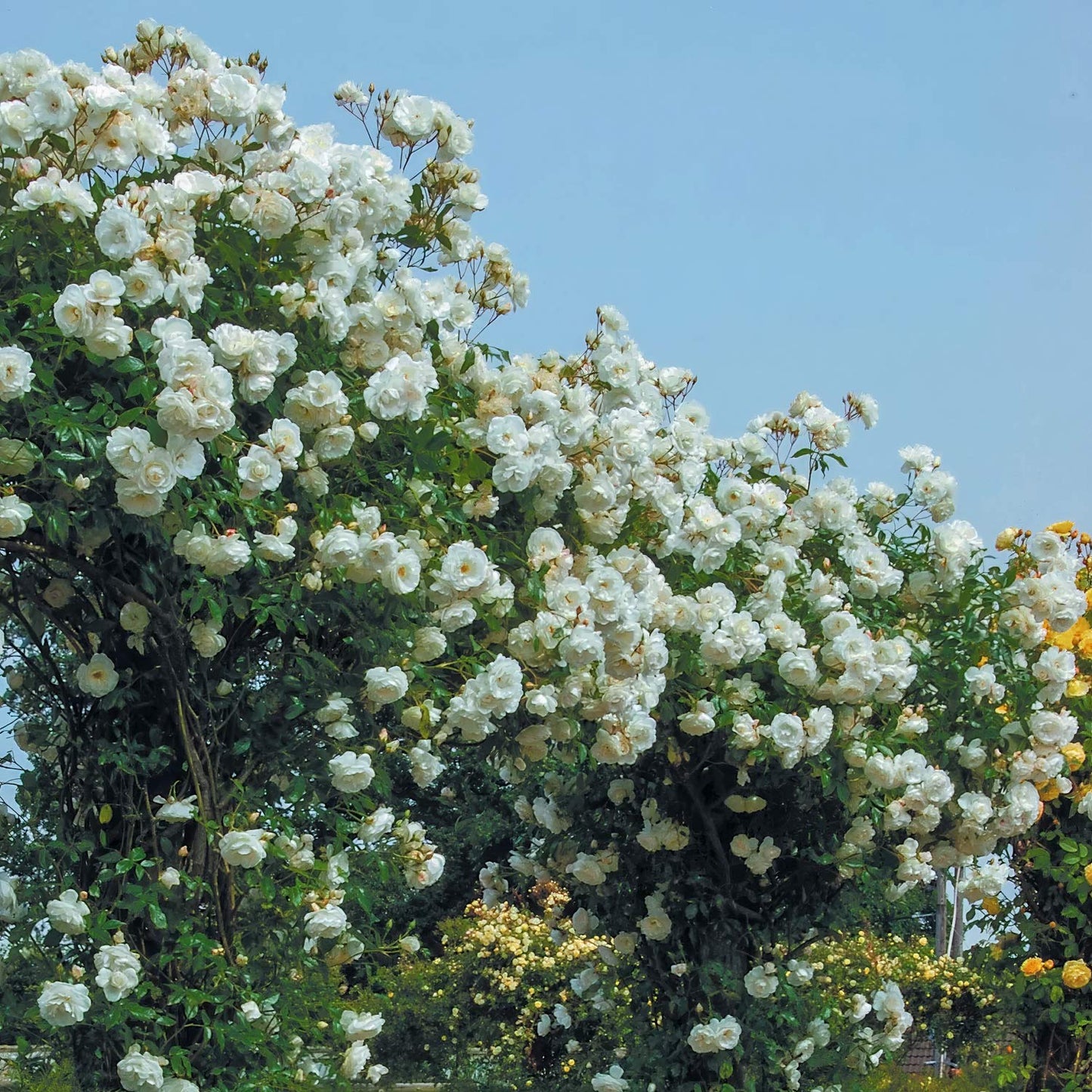 Rosa 'Iceberg' (Climbing). White climber rose
