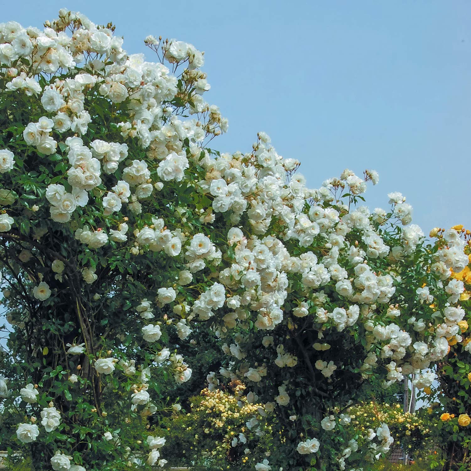 Rosa 'Iceberg' (Climbing). White climber rose