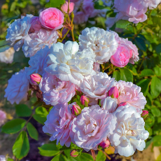 Rosa 'Noisette Carnée' (syn. 'Blush Noisette') (Climbing)