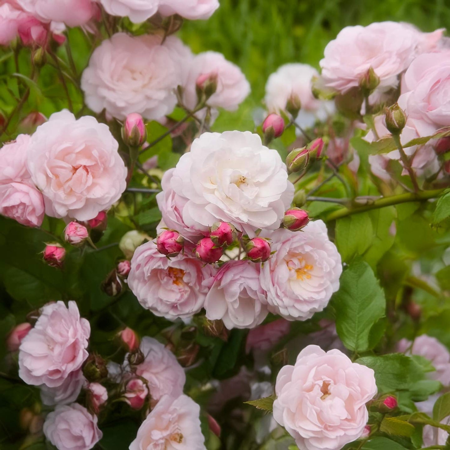 Rosa 'Noisette Carnée' ('Blush Noisette') (Climbing)