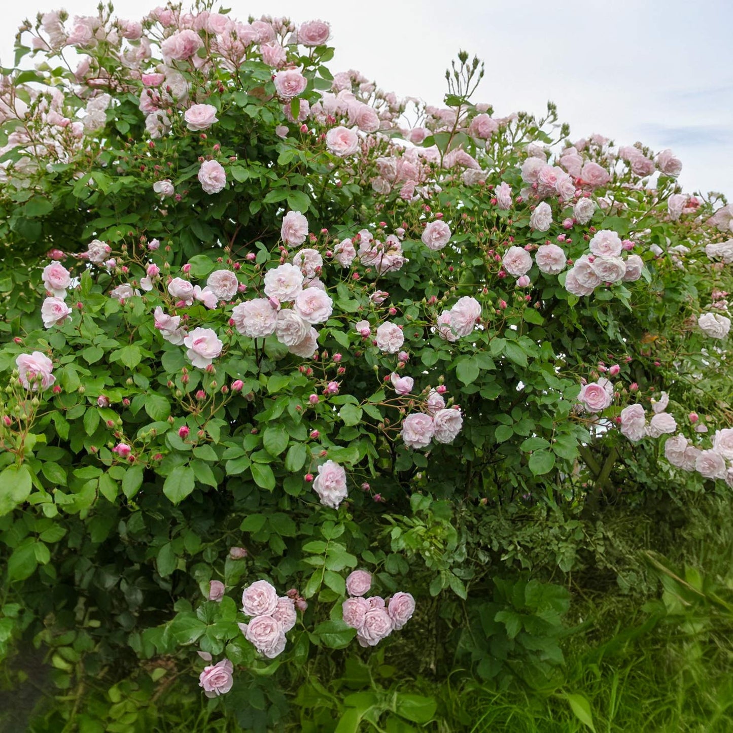 Rosa 'Noisette Carnée' ('Blush Noisette') (Climbing)