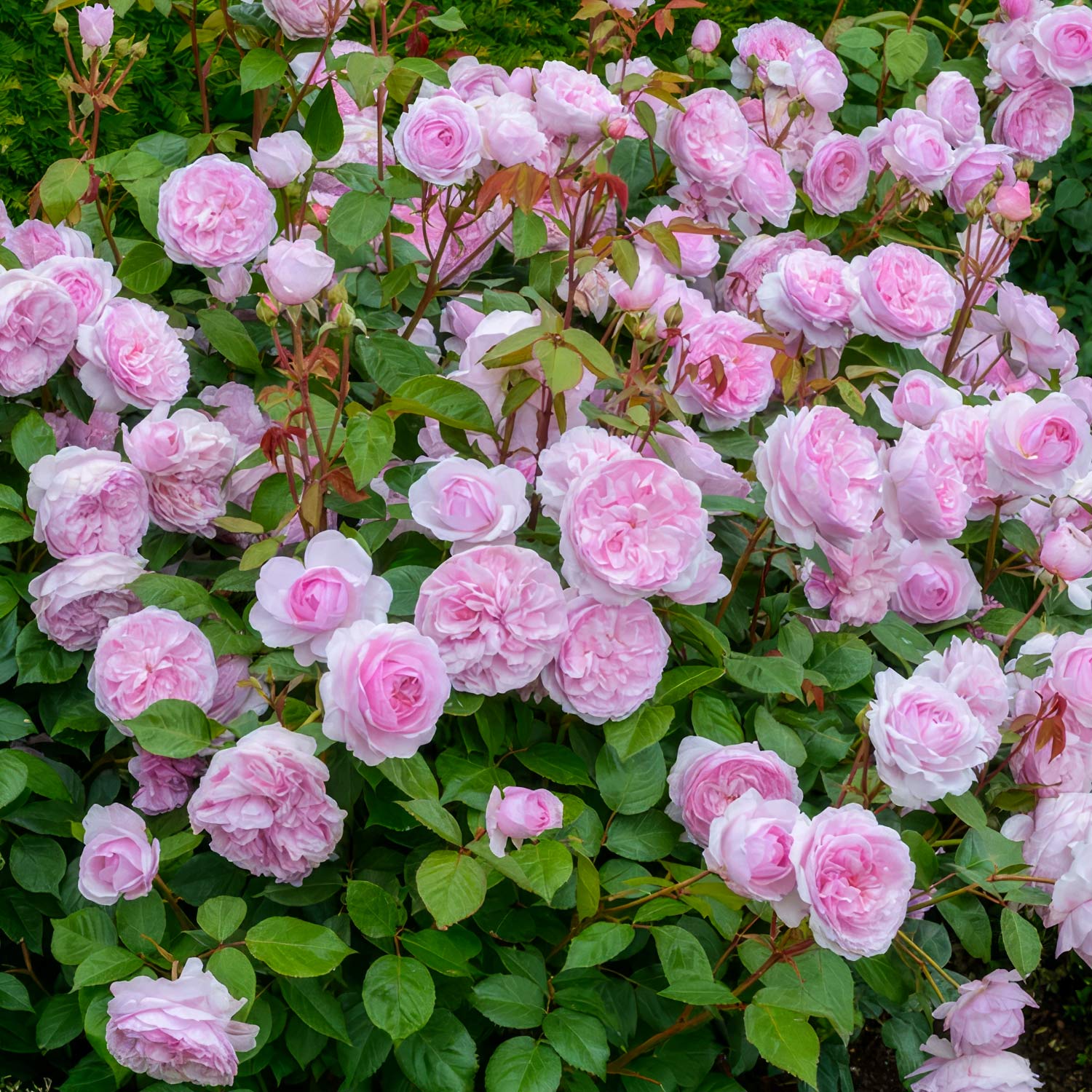 Rosa 'Olivia Rose Austin'