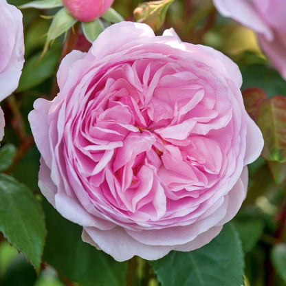 Rosa 'Olivia Rose Austin'