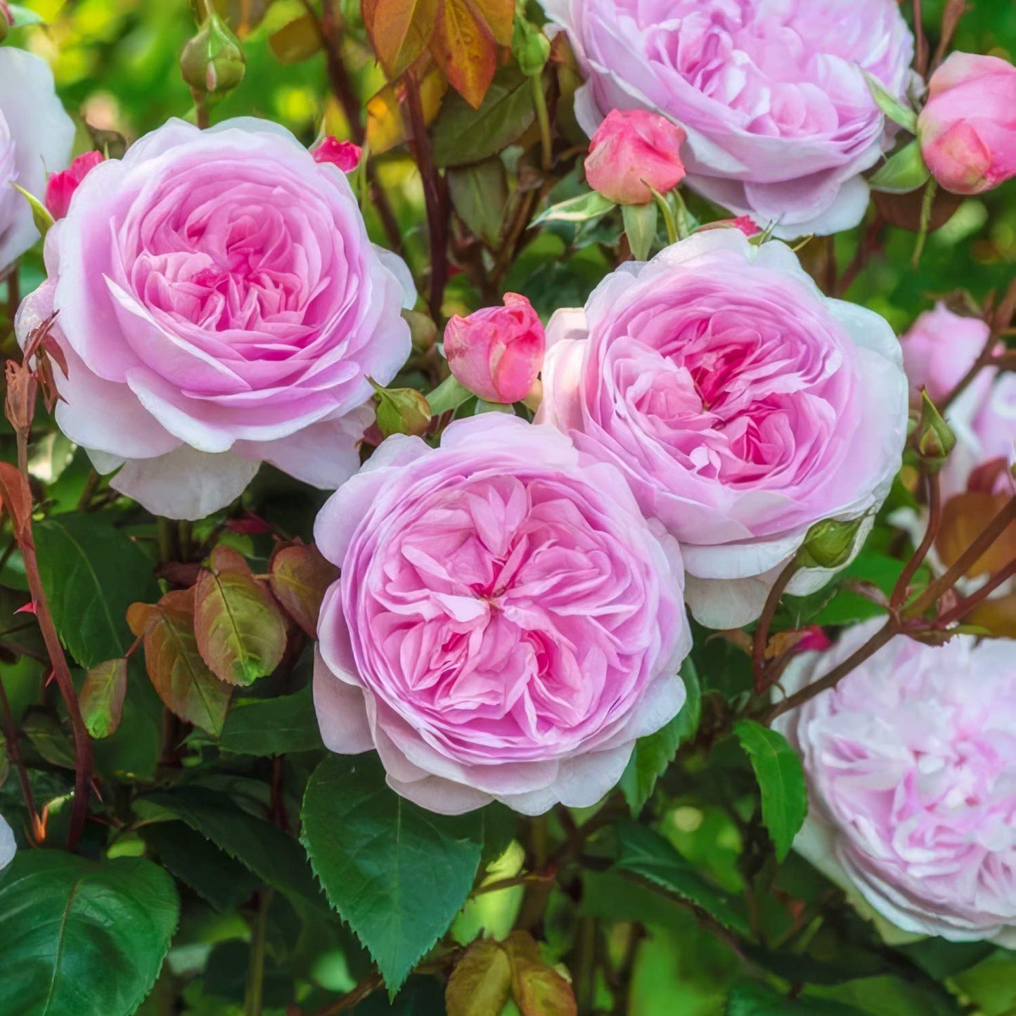 Rosa 'Olivia Rose Austin'