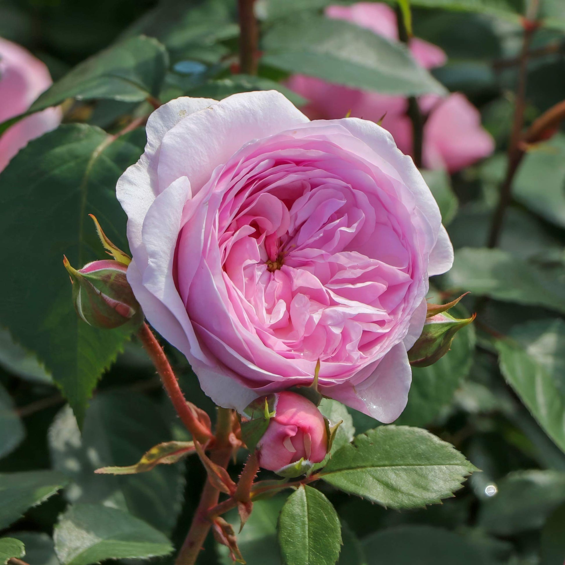 Rosa 'Olivia Rose Austin'