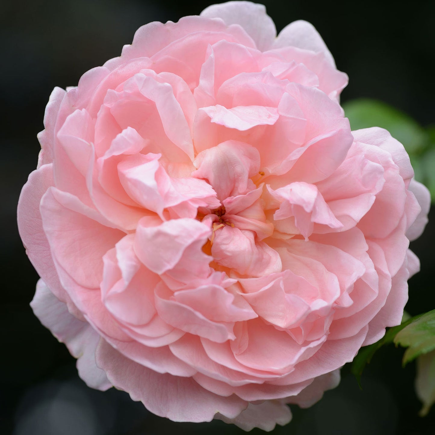 Rosa 'Strawberry Hill'. Pink English Climbing Rose.