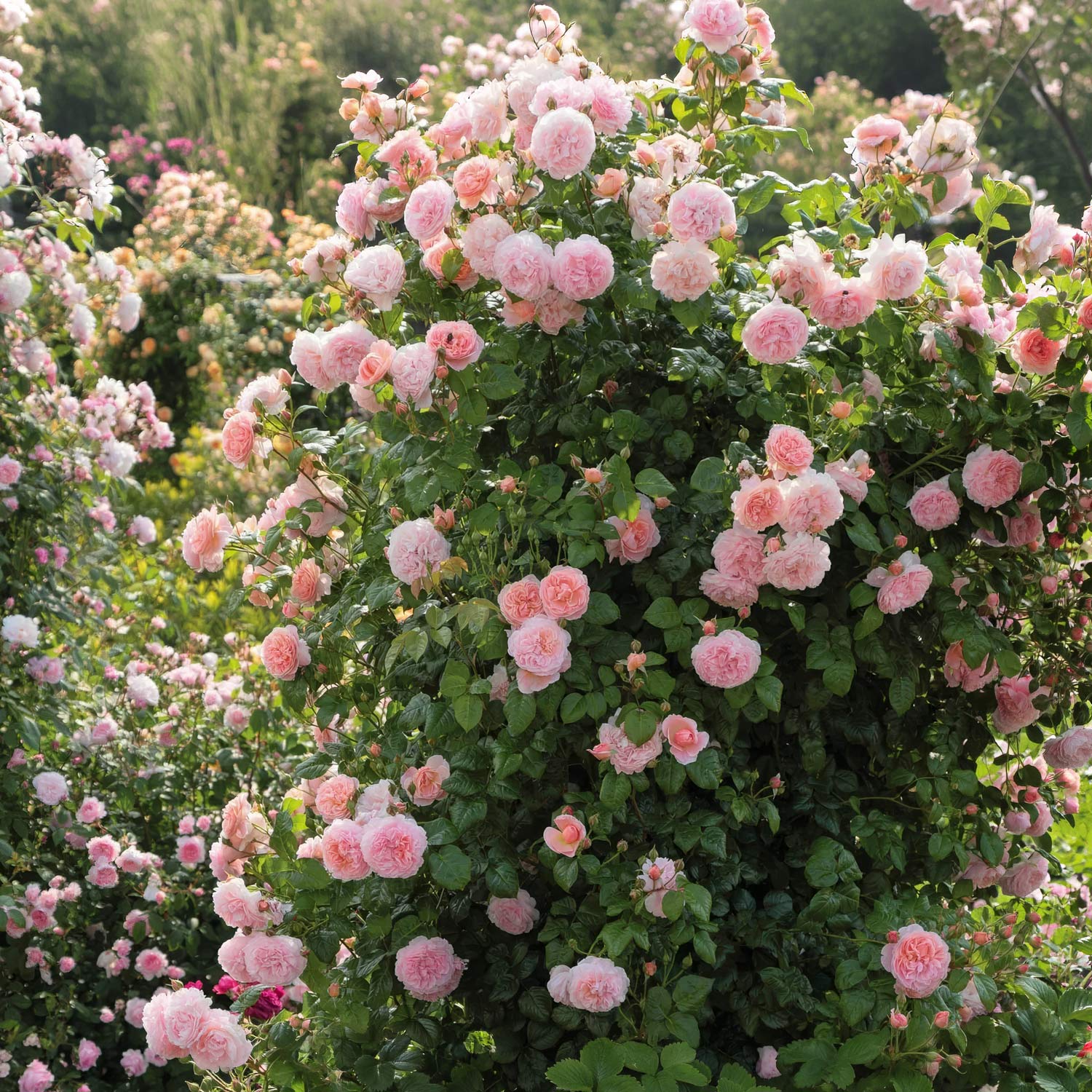 Rosa 'Strawberry Hill'. Pink English Climbing Rose.