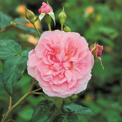 Rosa 'Strawberry Hill'. Pink English Climbing Rose.