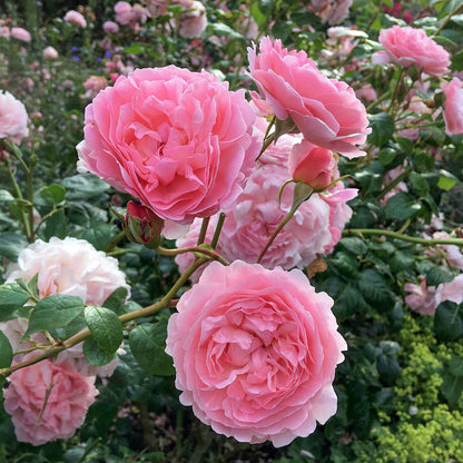 Rosa 'Strawberry Hill'. Pink English Climbing Rose.