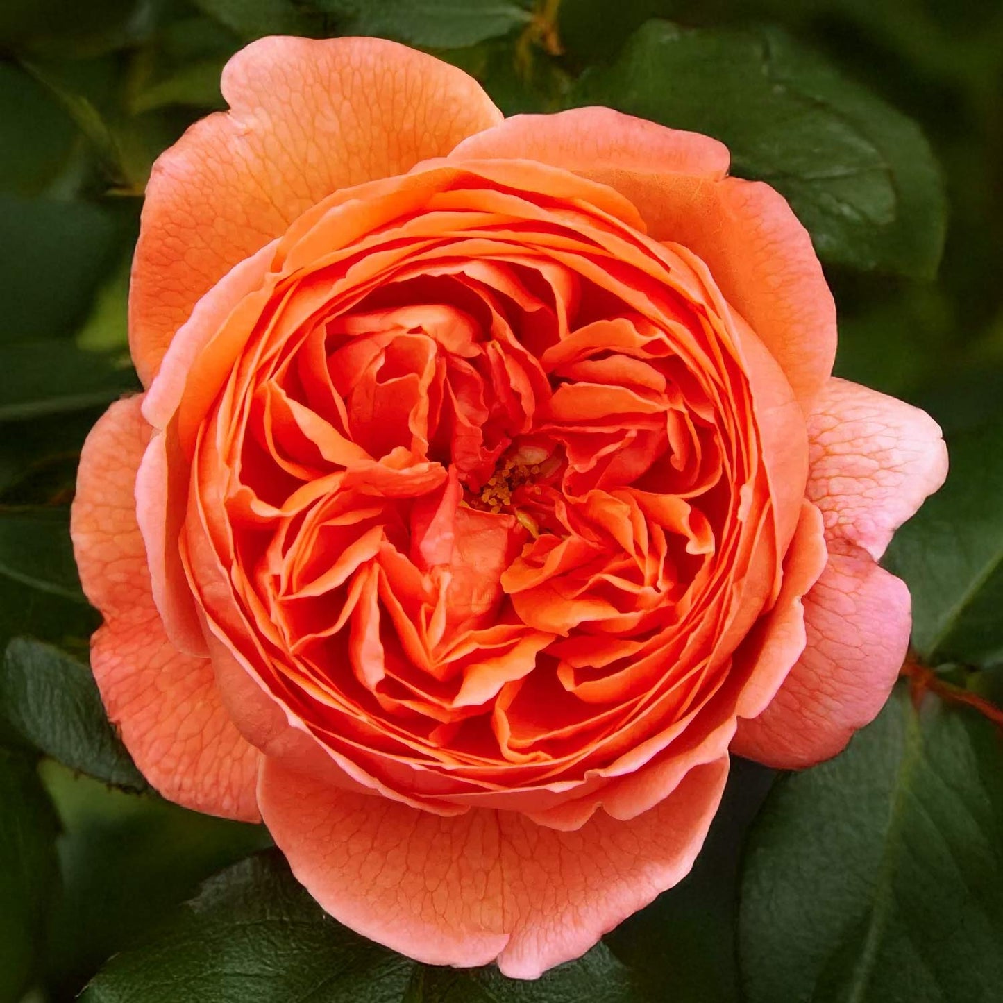 Rosa 'Summer Song'