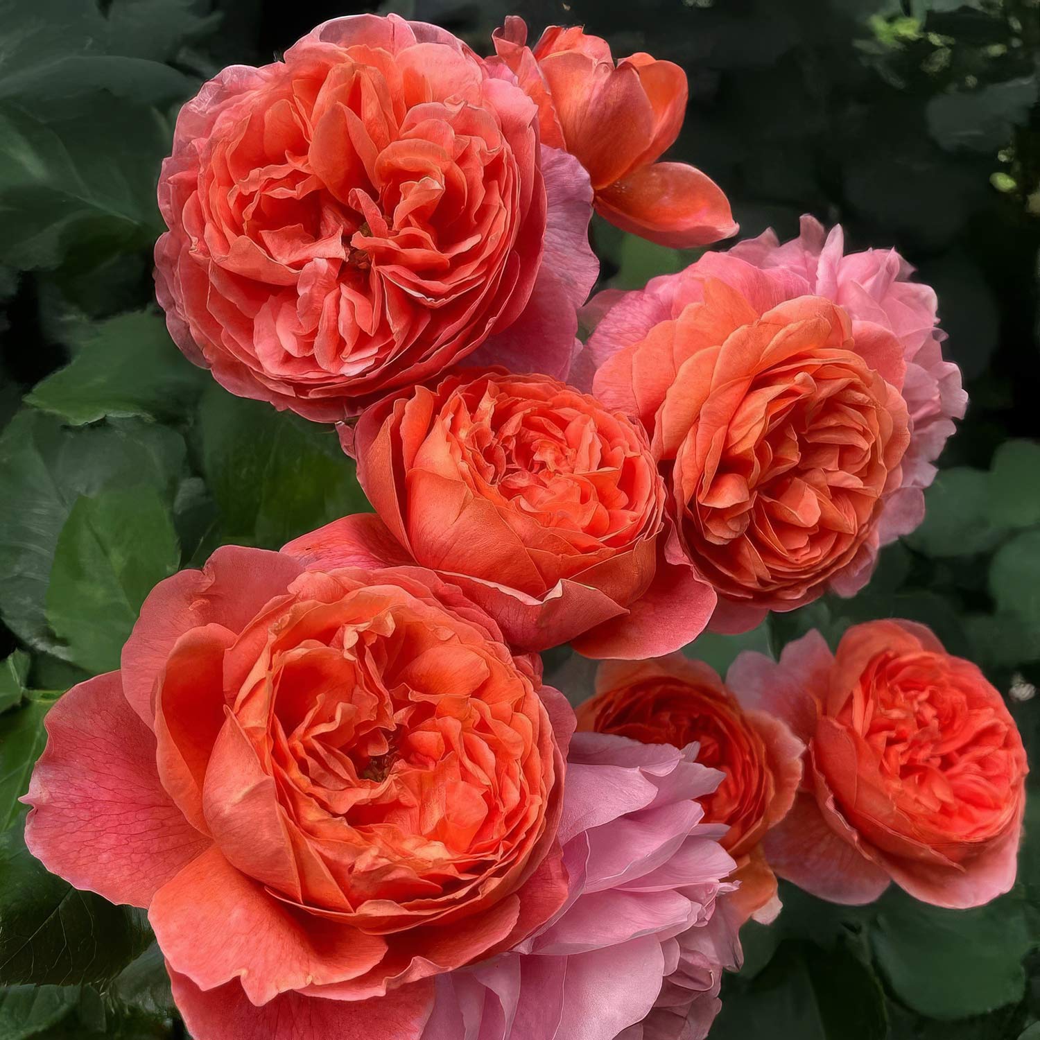 Rosa 'Summer Song'