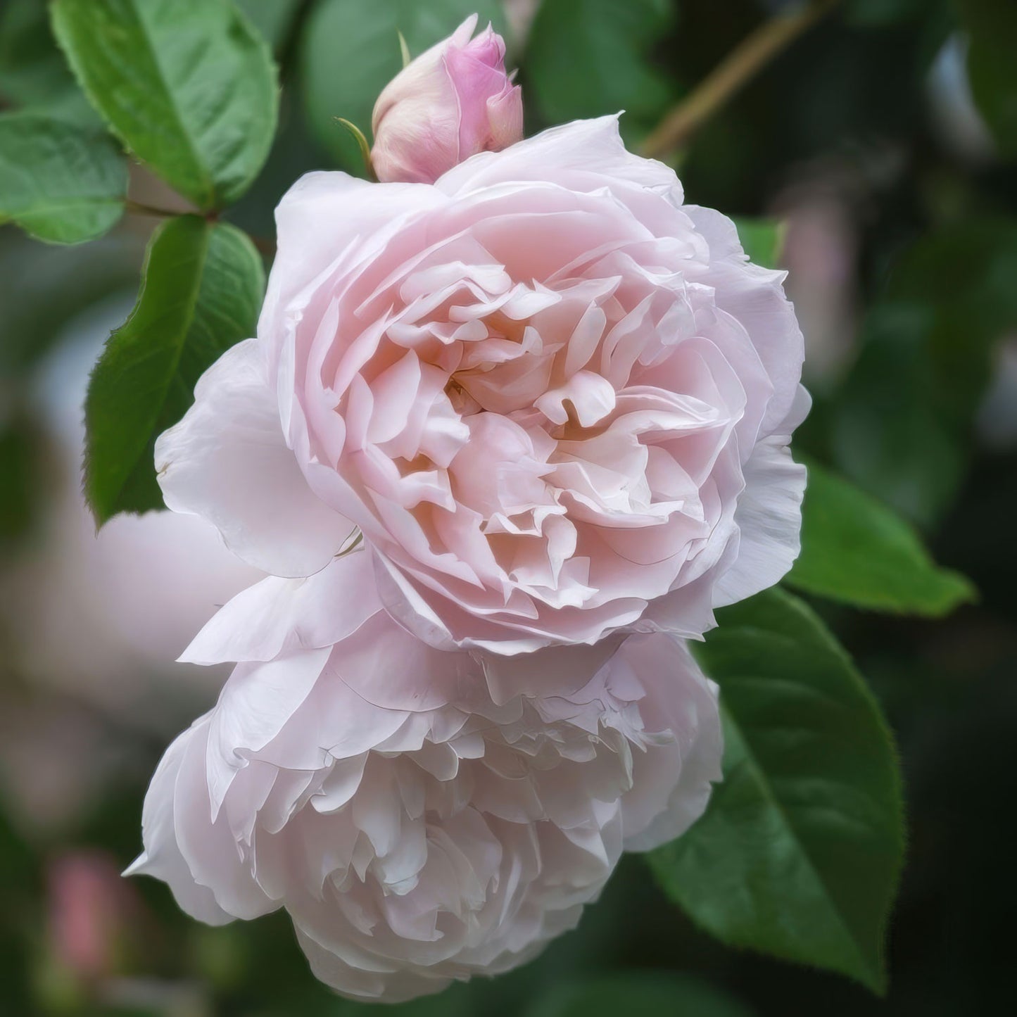 Rosa 'The Generous Gardener' (Climbing). Fragrant pale-pink climbing rose
