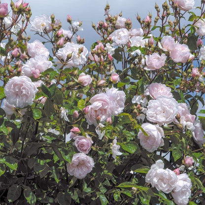 Rosa 'The Generous Gardener' (Climbing). Fragrant pale-pink climbing rose