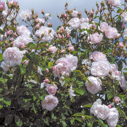 Rosa 'The Generous Gardener' (Climbing). Fragrant pale-pink climbing rose