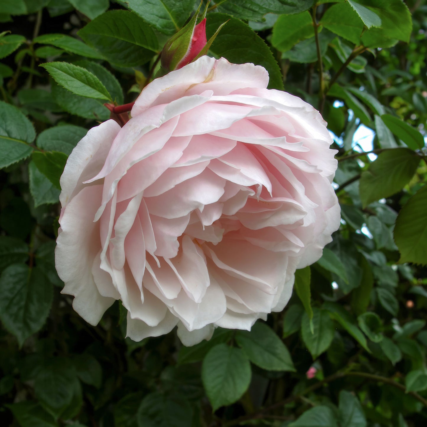 Rosa 'The Generous Gardener' (Climbing). Fragrant pale-pink climbing rose