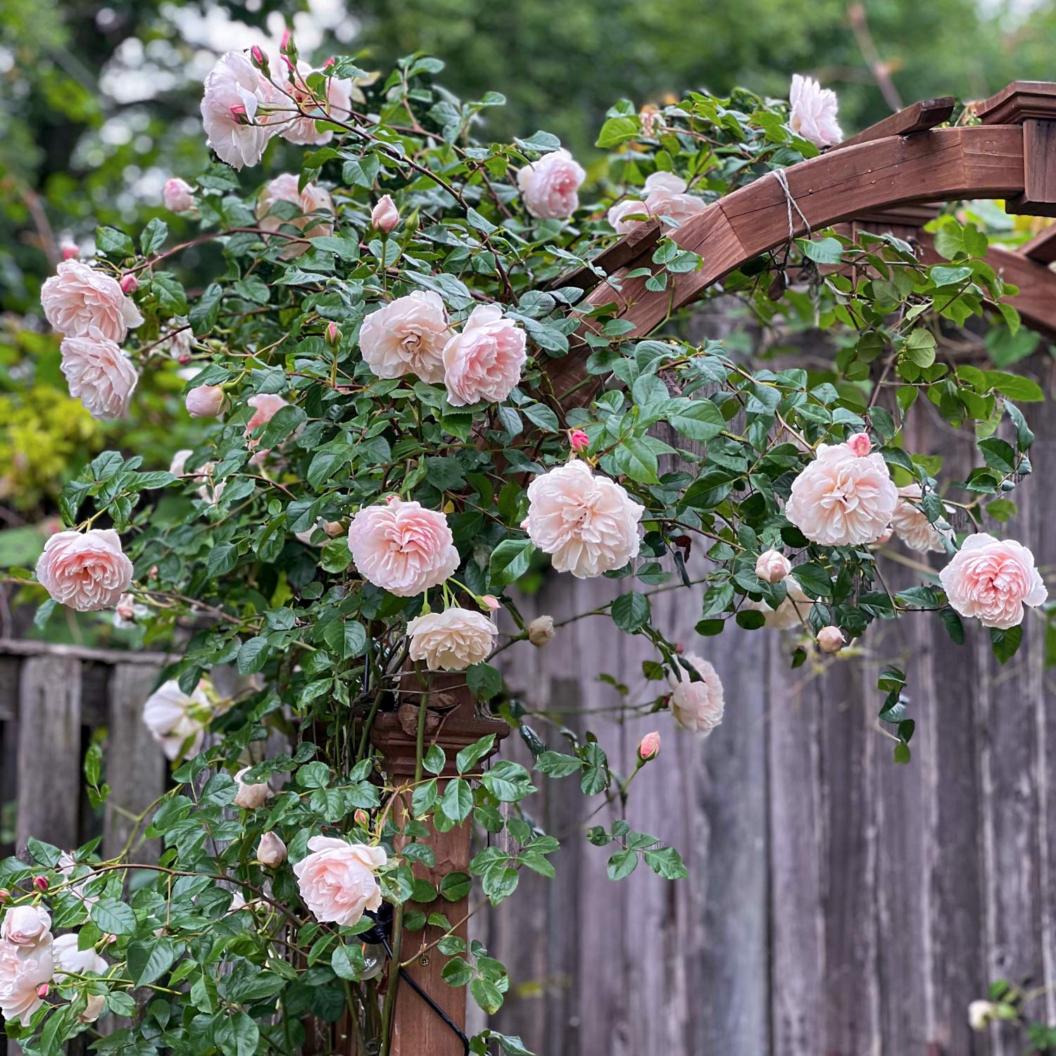 Rosa 'The Generous Gardener' (Climbing). Fragrant pale-pink climbing rose