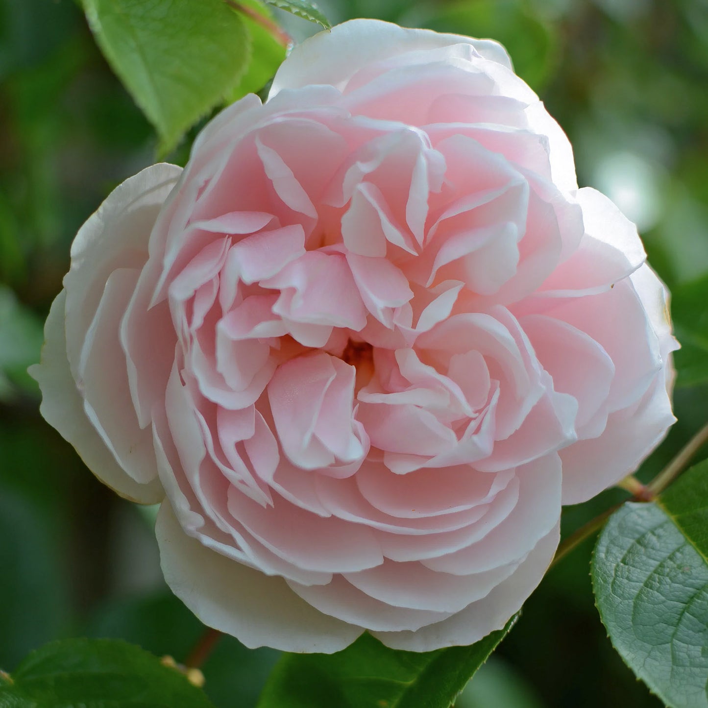 Rosa 'The Generous Gardener' (Climbing). Fragrant pale-pink climbing rose