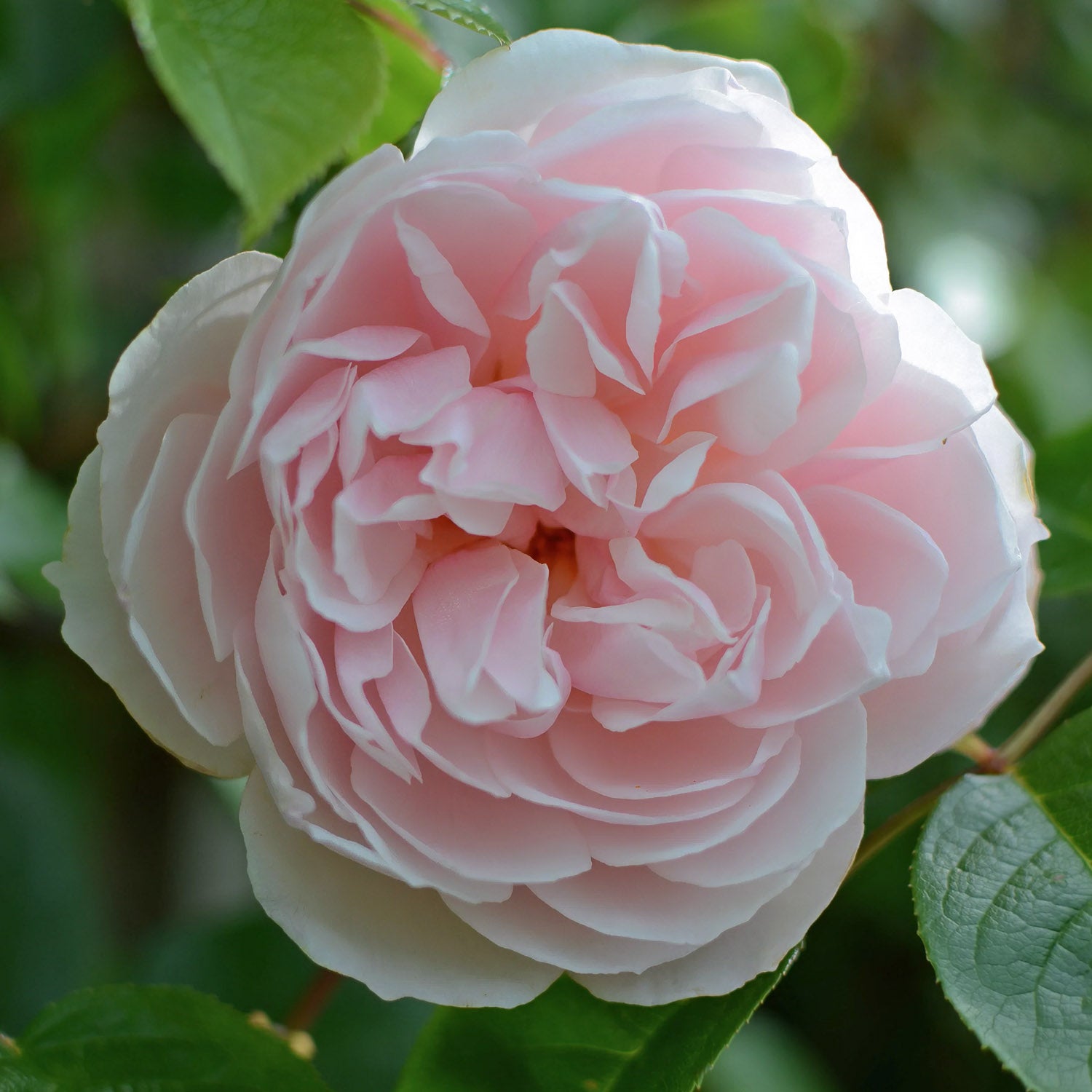 Rosa 'The Generous Gardener' (Climbing). Fragrant pale-pink climbing rose
