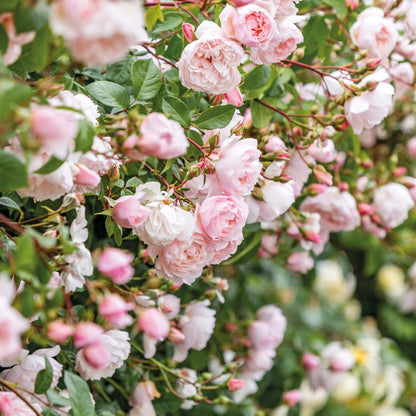 Rosa 'The Generous Gardener' (Climbing). Fragrant pale-pink climbing rose
