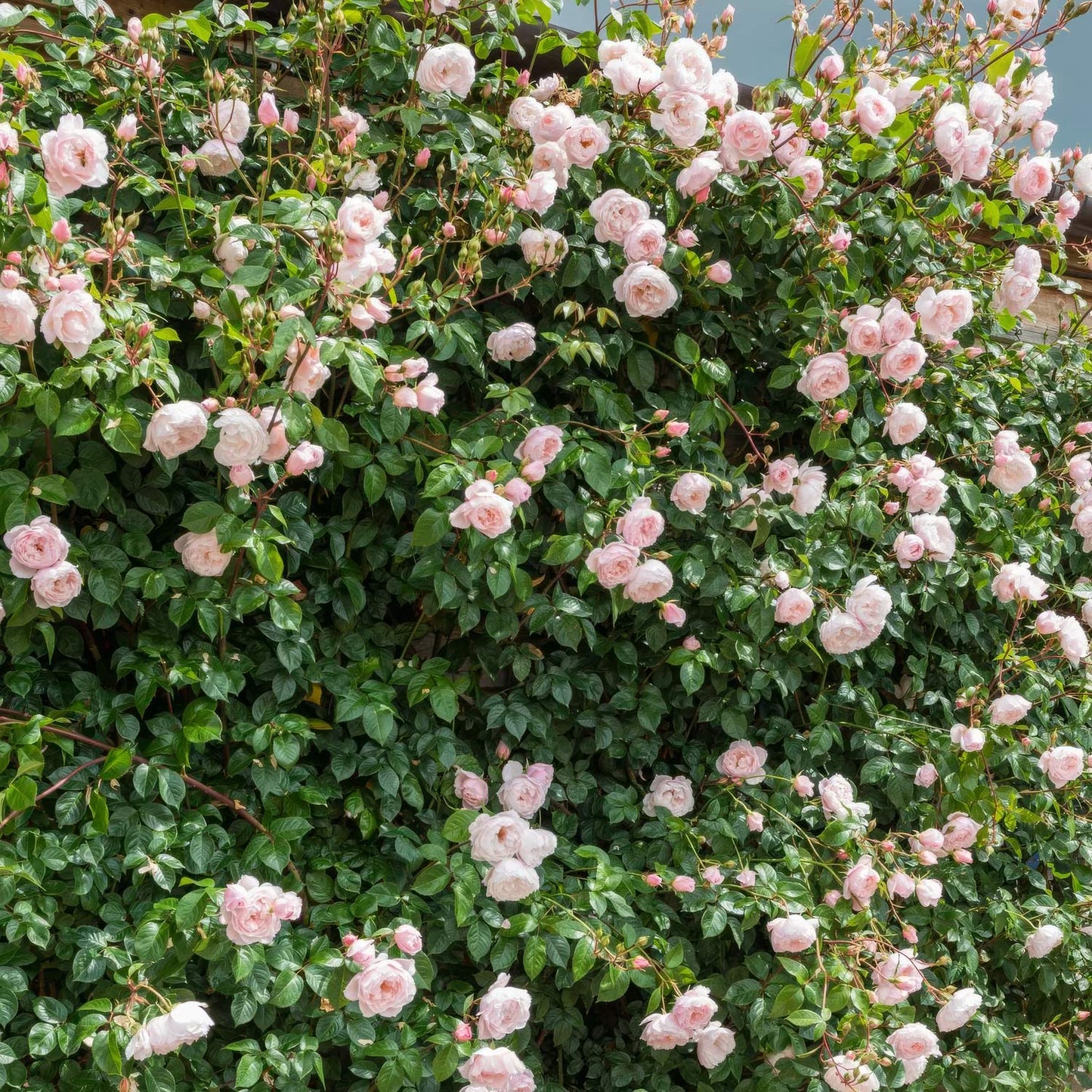 Rosa 'The Generous Gardener' (Climbing). Fragrant pale-pink climbing rose