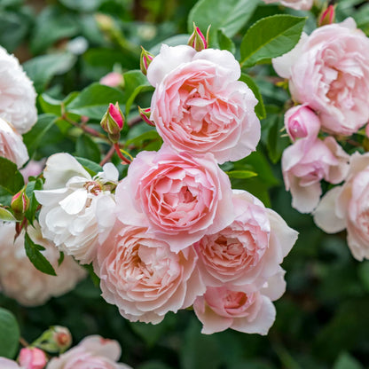 Rosa 'The Generous Gardener' (Climbing). Fragrant pale-pink climbing rose