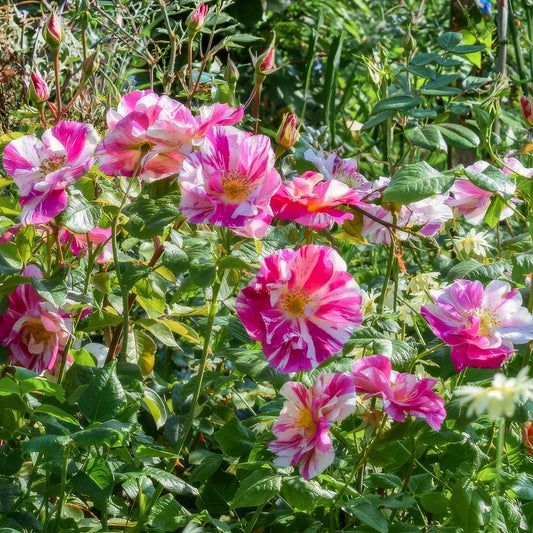 Rosa 'The King's Rose'