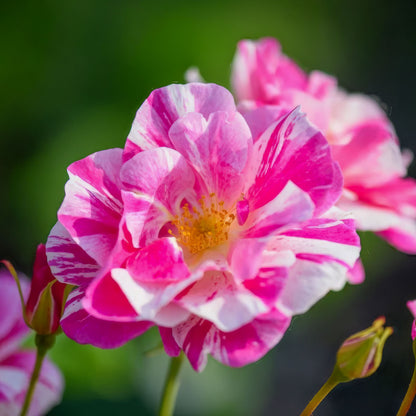 Rosa 'The King's Rose'