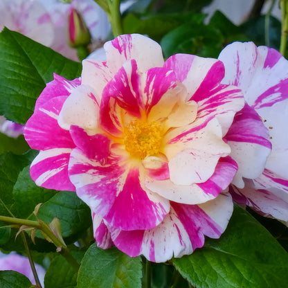 Rosa 'The King's Rose'