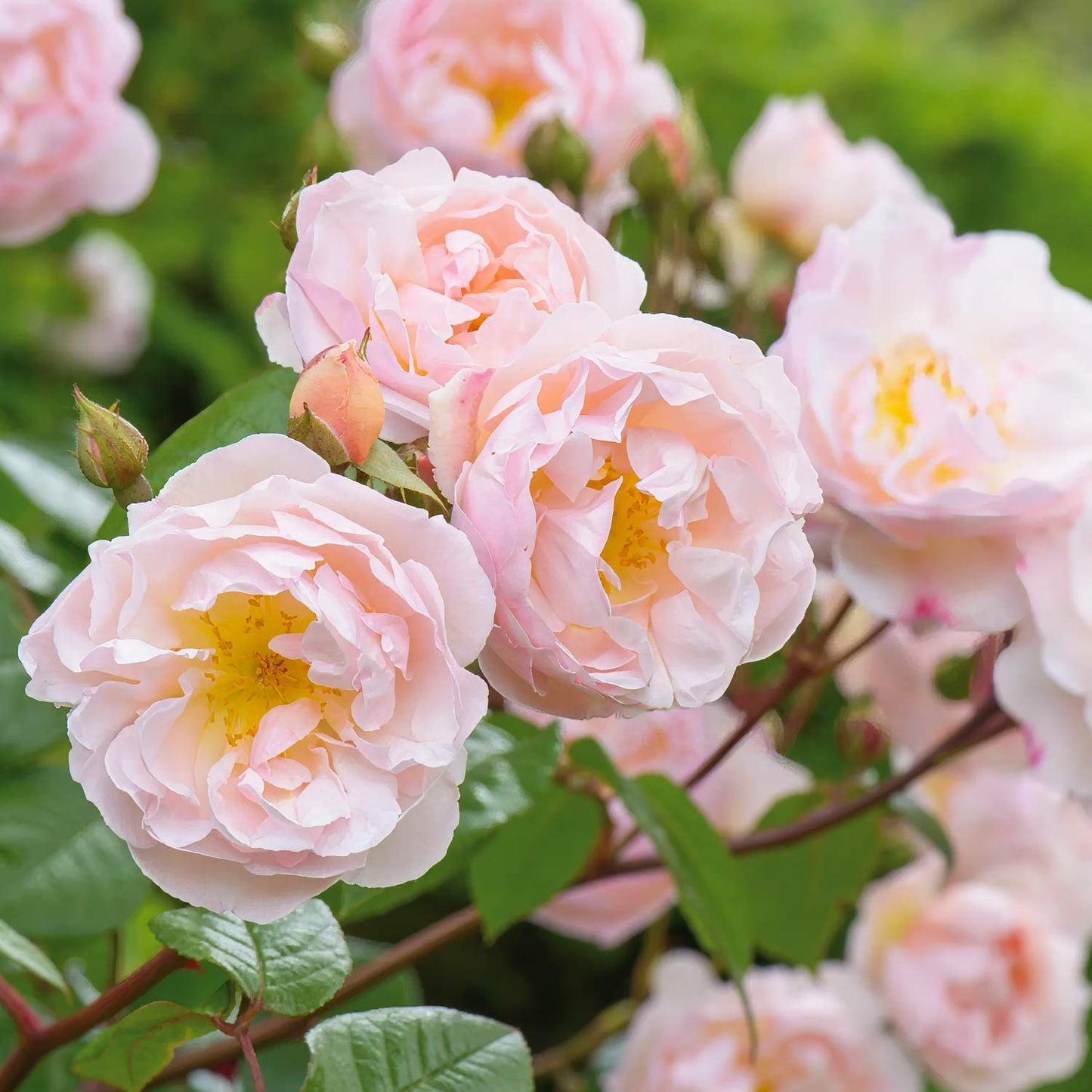 Rosa 'The Lady of the Lake' (Rambling)