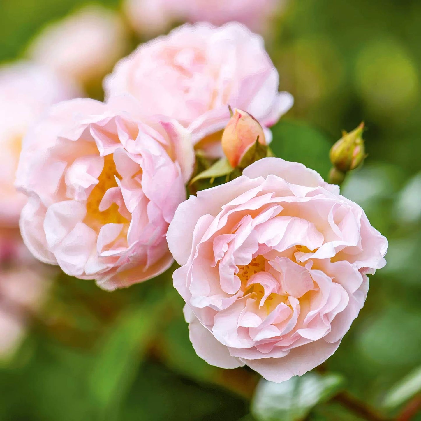 Rosa 'The Lady of the Lake' (Rambling)