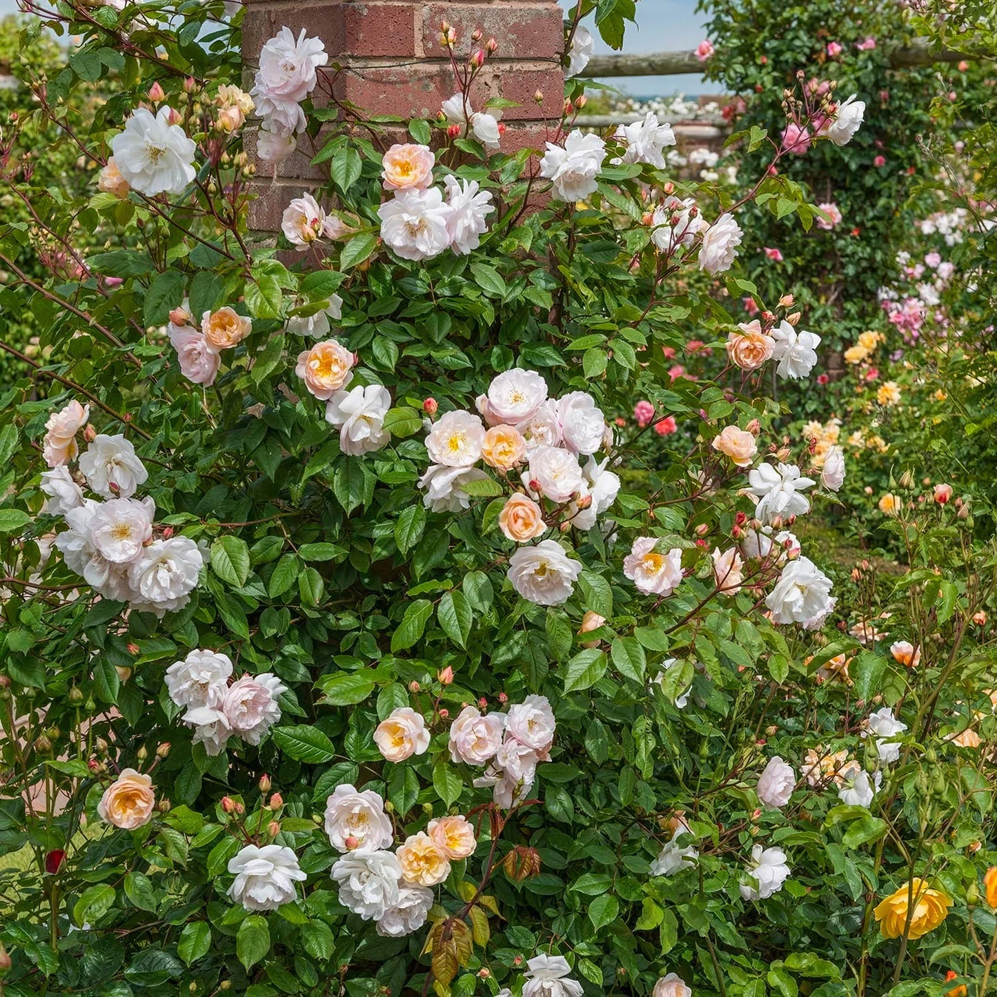 Rosa 'The Lady of the Lake' (Rambling)
