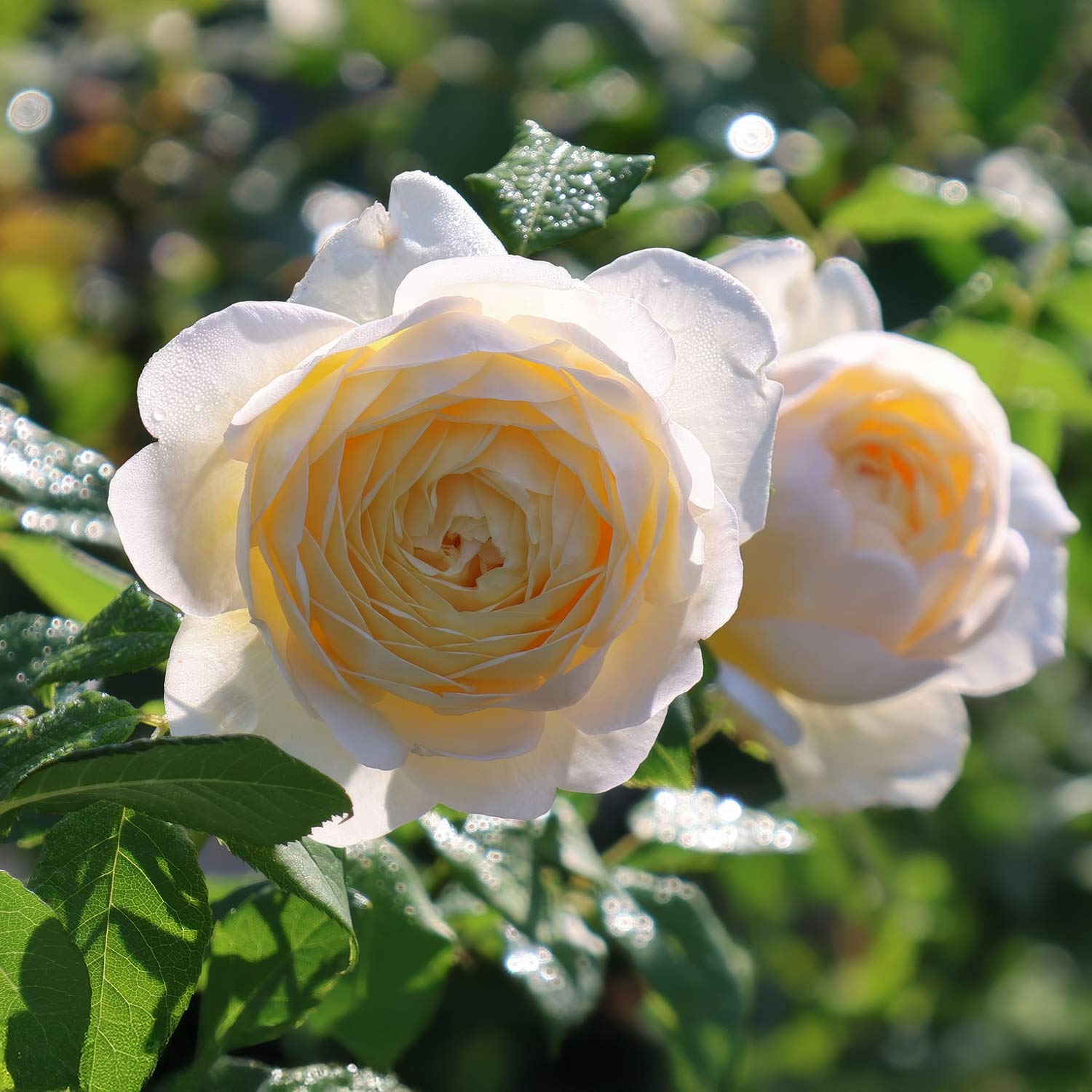 Rosa 'Vanessa Bell'