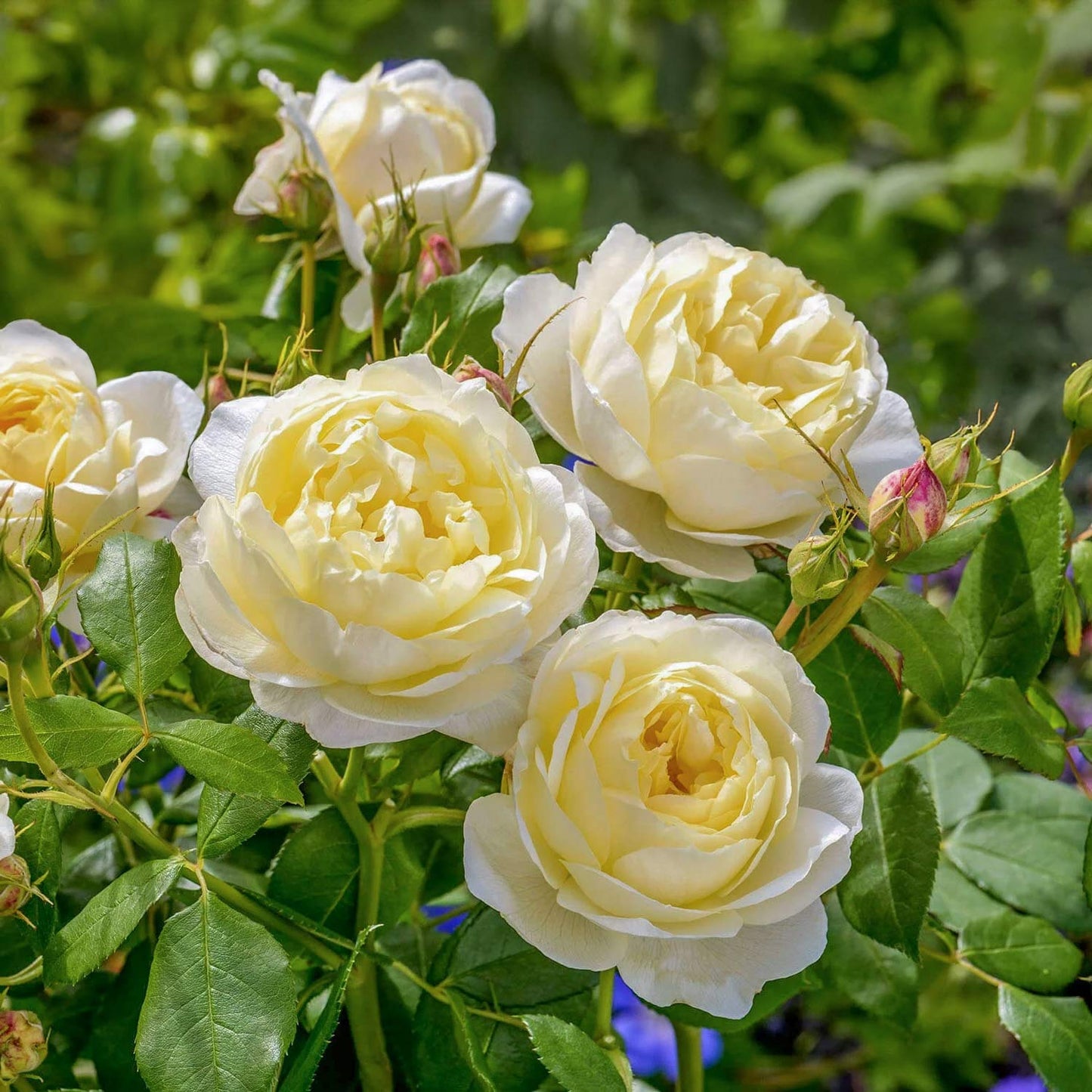 Rosa 'Vanessa Bell'