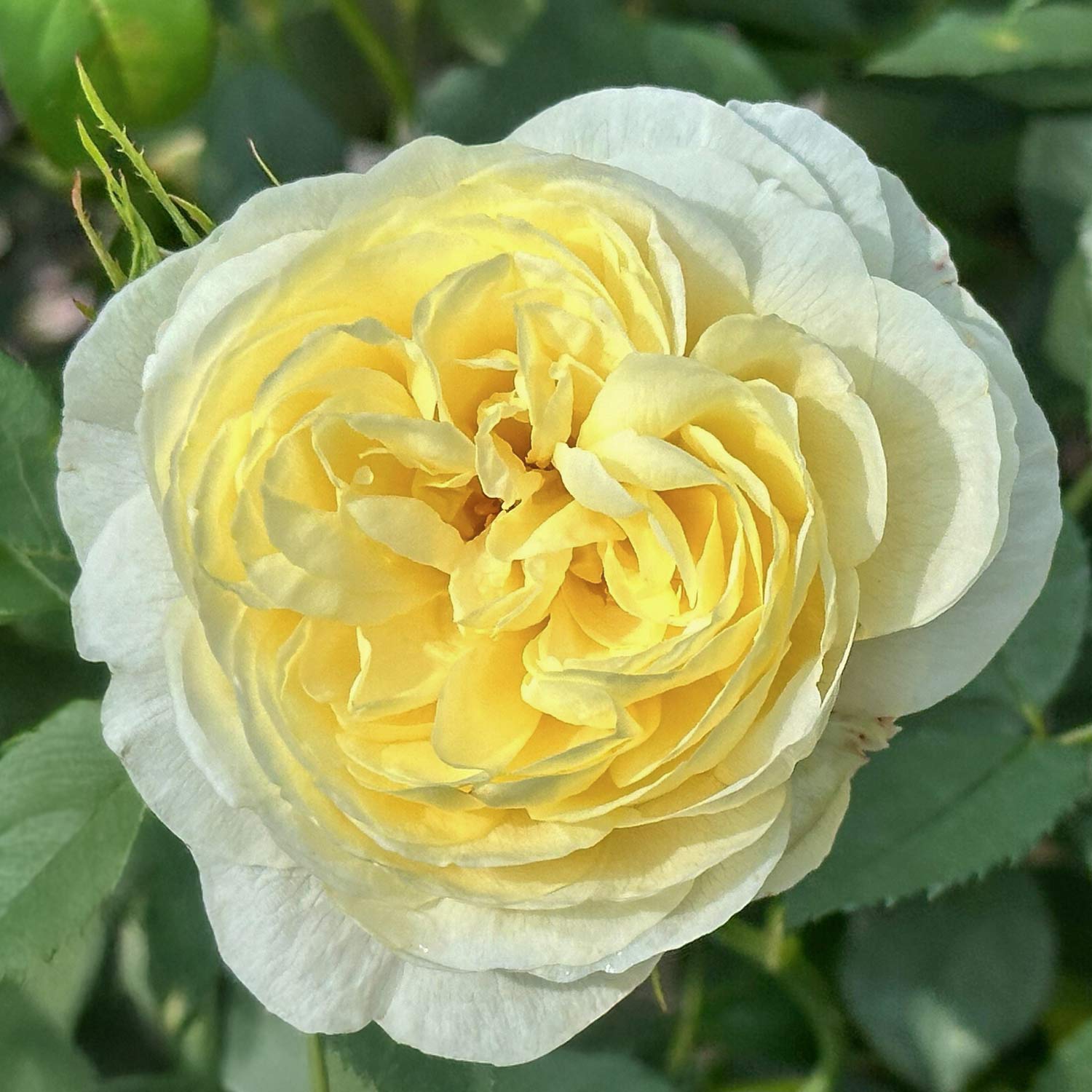 Rosa 'Vanessa Bell'