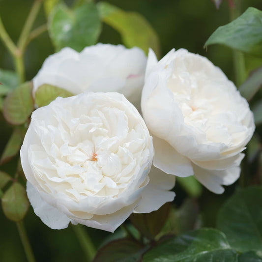 Rosa 'William and Catherine'. White English shrub rose