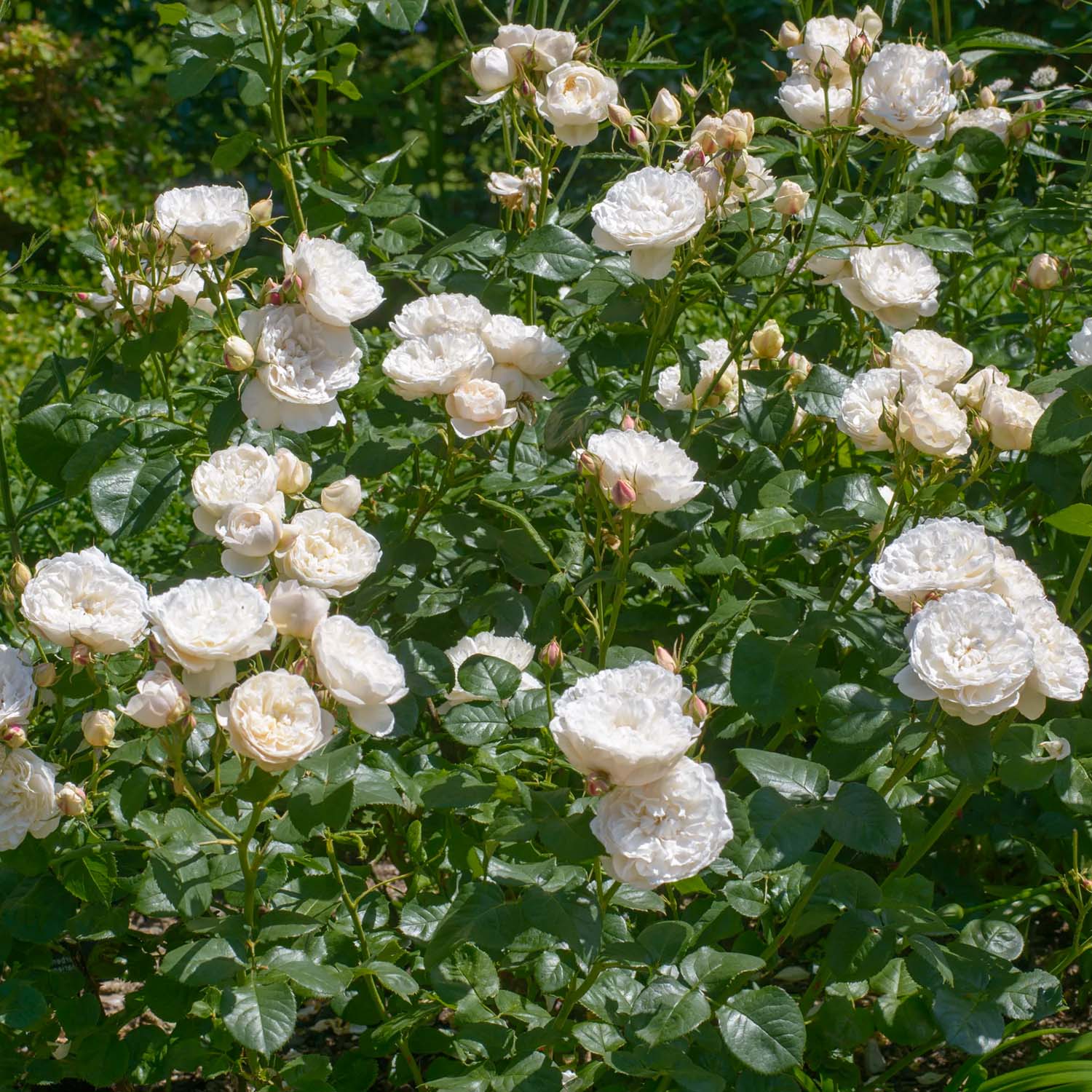 Rosa 'William and Catherine'. White English shrub rose
