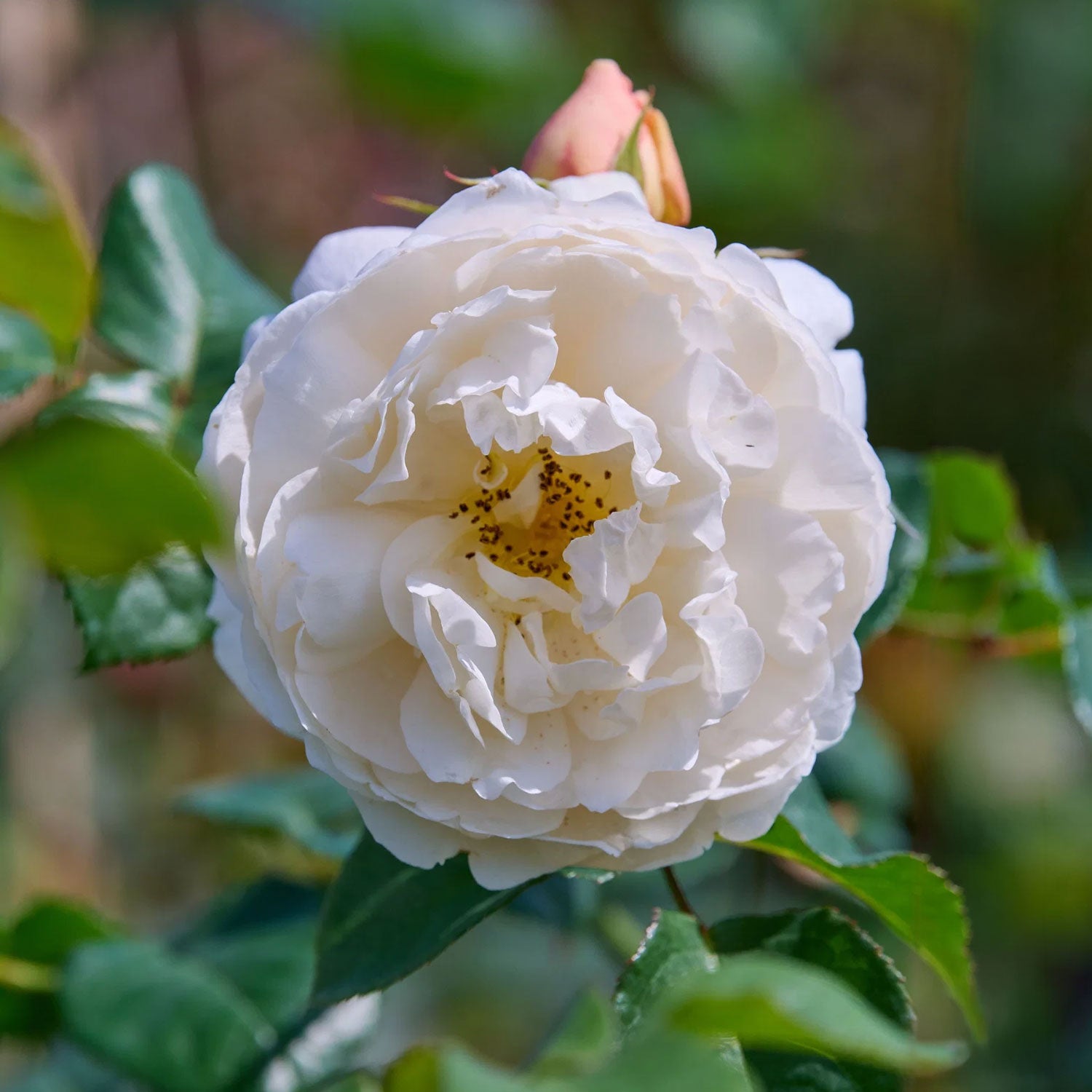 Rosa 'William and Catherine'. White English shrub rose