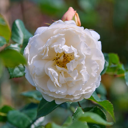 Rosa 'William and Catherine'. White English shrub rose