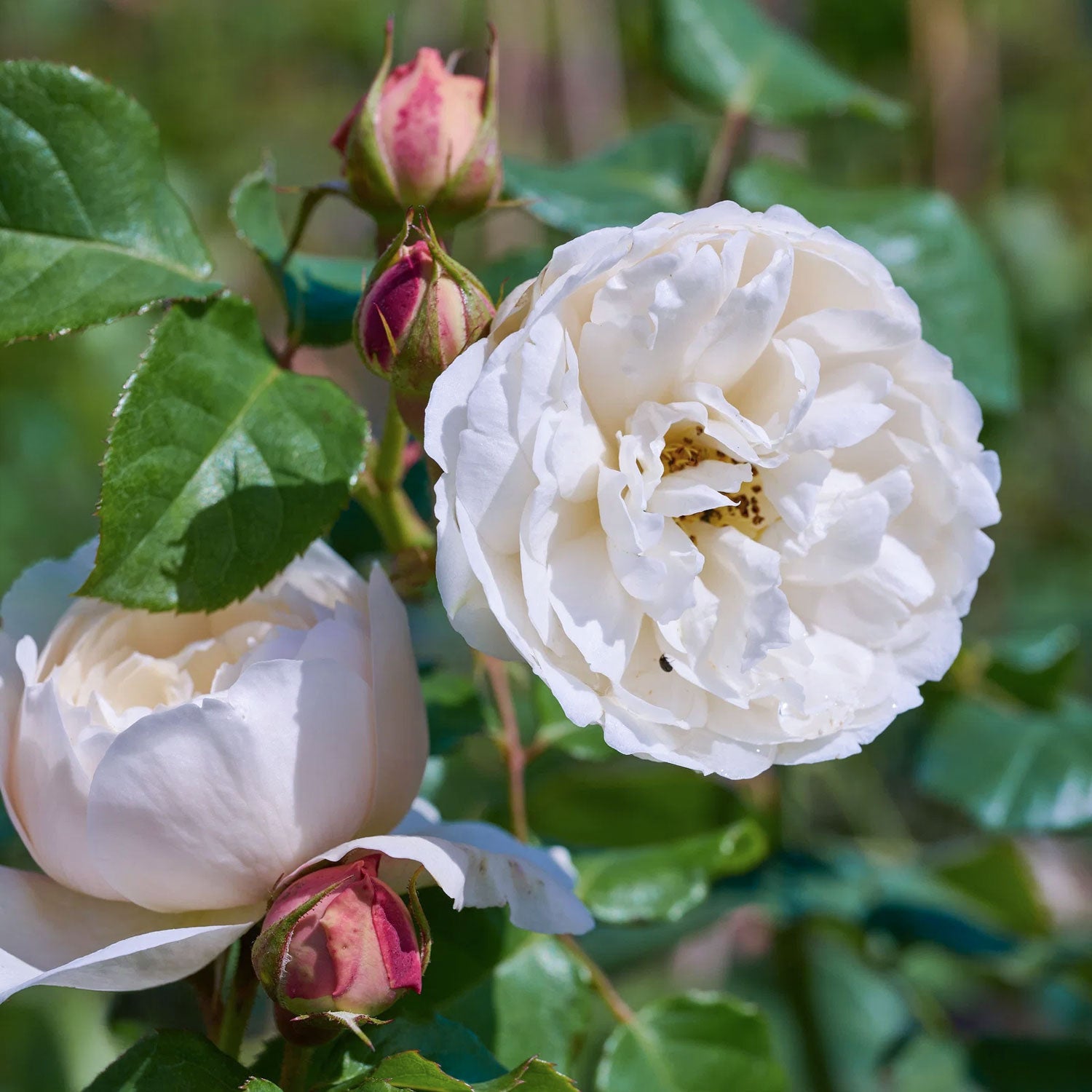 Rosa 'William and Catherine'. White English shrub rose