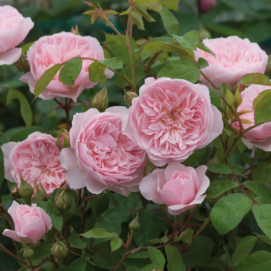 Rosa 'Wisley 2008'