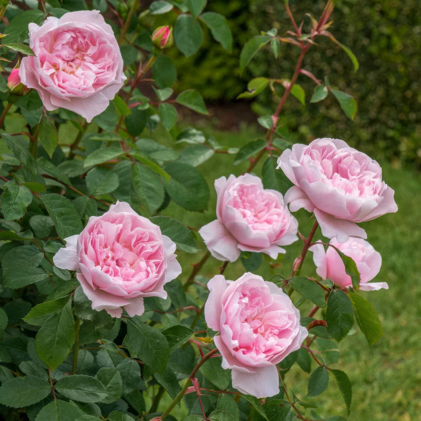 Rosa 'Wisley 2008'