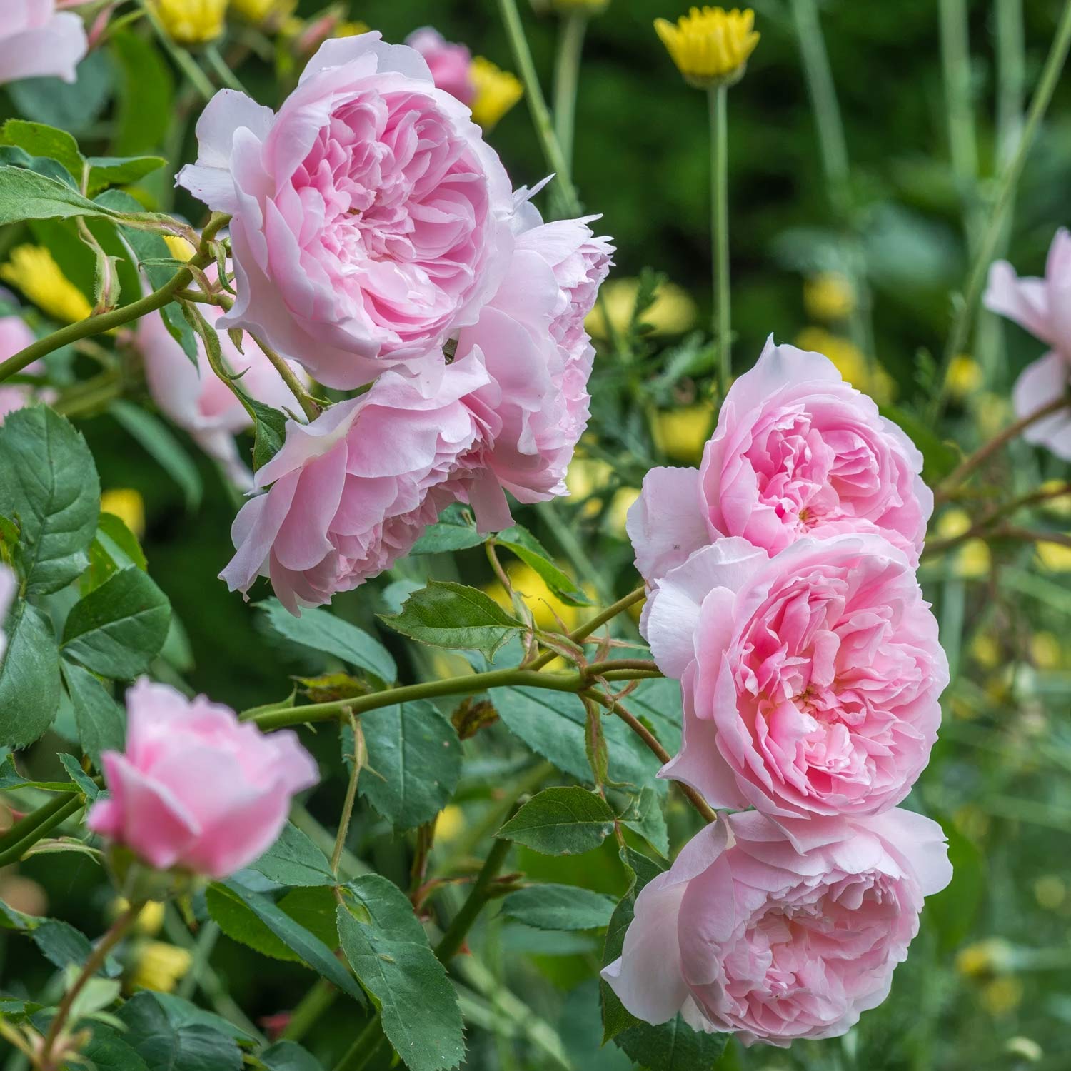 Rosa 'Wisley 2008'. Pink roses with green leaves and blurred yellow flowers in the background