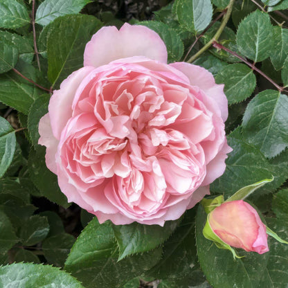 Rosa 'Wisley 2008'. Pink rose with a bud surrounded by green leaves
