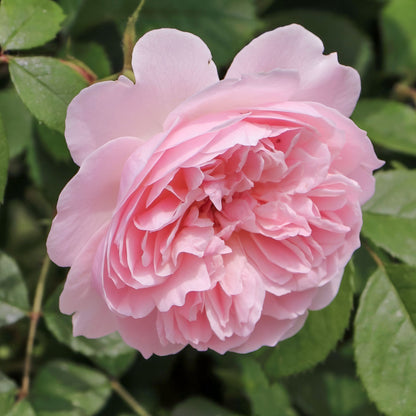 Rosa 'Wisley 2008'