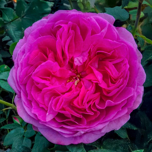 Rosa 'Young Lycidas'