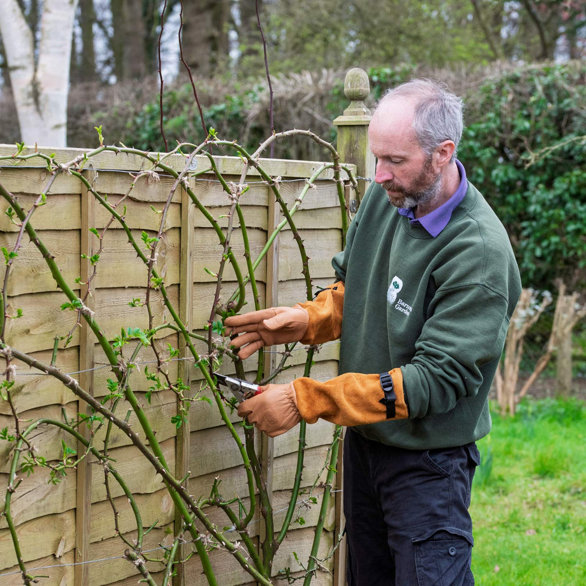 Rose Pruning Course. Jon Brocklebank training and pruning roses at Barnsdale Gardens.