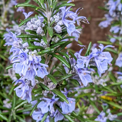 Rosmarinus officinalis 'Roman Beauty' (Rosemary)